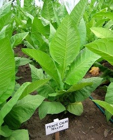 Monte Calme Yellow Tobacco Plant